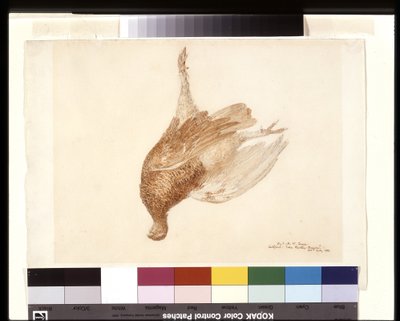 Dead Grouse (akwarela na ołówku na białym tkanym papierze) autorstwa Joseph Mallord William Turner