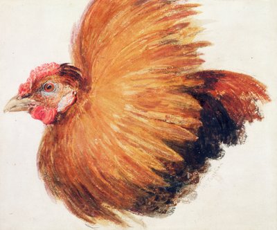 Kogut, z Księgi ptaków Farnley, ok. 1816 r. autorstwa Joseph Mallord William Turner