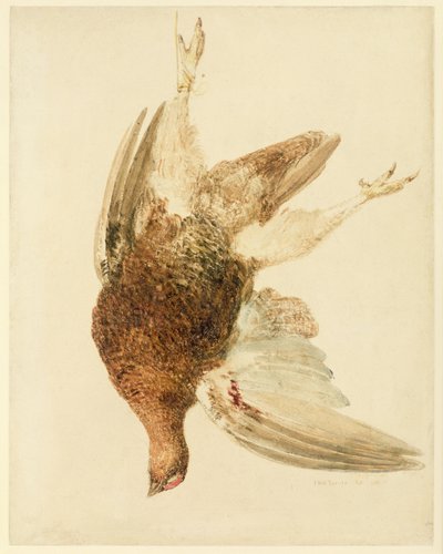 Cietrzew, z Księgi ptaków Farnely, ok. 1816 (ołówek i akwarela na papierze) autorstwa Joseph Mallord William Turner