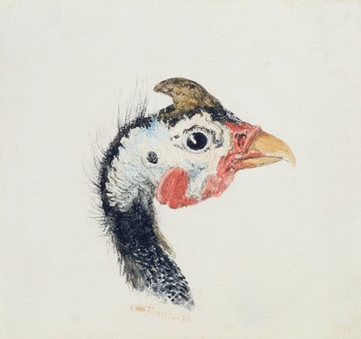 Perliczka, z Księgi ptaków Farnley, c.1816 autorstwa Joseph Mallord William Turner