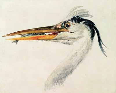 Czapla z rybą autorstwa Joseph Mallord William Turner