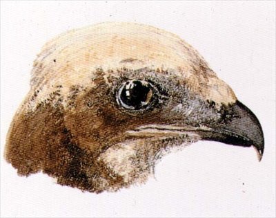 Moor Hawk, z Farnley Book of Birds, c.1816 (ołówek i akwarela na papierze) autorstwa Joseph Mallord William Turner
