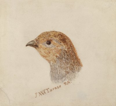 Kuropatwa, z Księgi ptaków Farnley, ok. 1816 (ołówek i akwarela na papierze) autorstwa Joseph Mallord William Turner