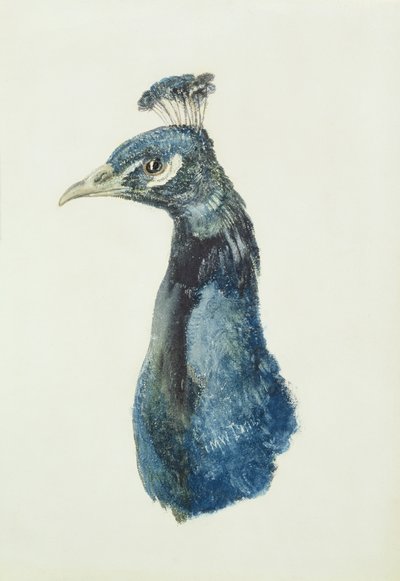 Paw, z Księgi ptaków Farnley, ok. 1816 (ołówek i akwarela na papierze) autorstwa Joseph Mallord William Turner