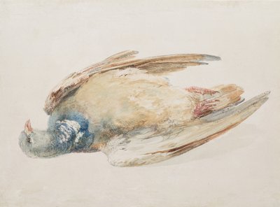 Gołąb, z Księgi ptaków Farnley, ok. 1816 (ołówek i akwarela na papierze) autorstwa Joseph Mallord William Turner