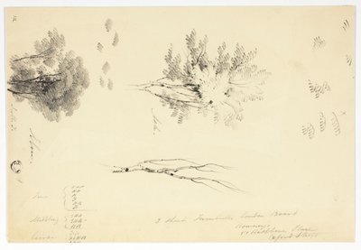 Szkice wiązów i jesionów autorstwa Joseph Mallord William Turner