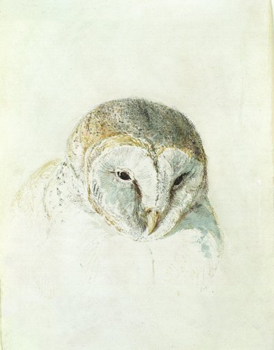 Płomykówka biała, z Księgi ptaków Farnley, ok. 1816 (ołówek i akwarela na papierze) autorstwa Joseph Mallord William Turner