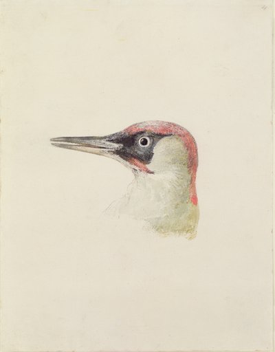 Dzięcioł, z Księgi ptaków Farnley, ok. 1816 (ołówek i akwarela na papierze) autorstwa Joseph Mallord William Turner