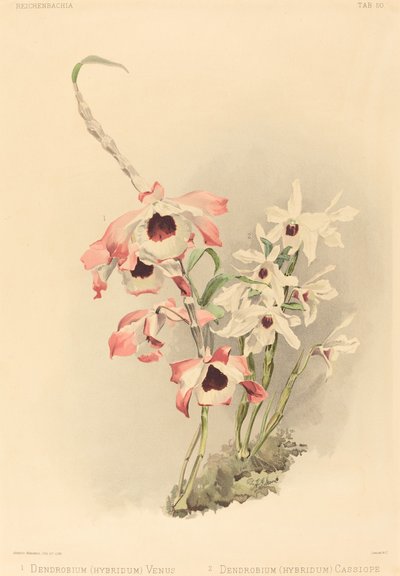Dendrobium Hybridium Venus i Dendrobium Hybridium Cassiope. autorstwa Joseph Mansell