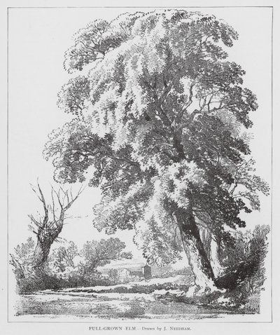 Full-Grown Elm (litografia) autorstwa Joseph Needham
