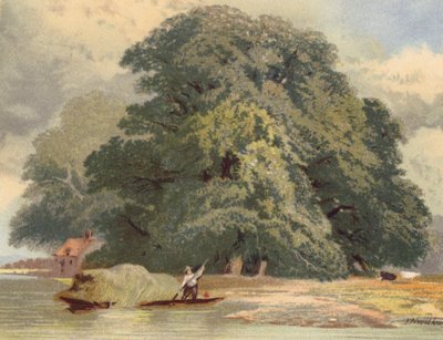 Grupa wiązów nad Tamizą (kolorowa litografia) autorstwa Joseph Needham
