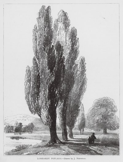 Topola lombardzka (litografia) autorstwa Joseph Needham