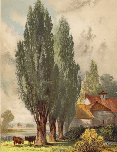 Topole lombardzkie, scena angielska (kolorowa litografia) autorstwa Joseph Needham