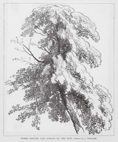 Górne konary i opryski wiązu (litografia) autorstwa Joseph Needham