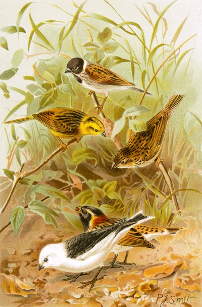 Trznadel (Reed, Yellow, Common, Lapland Snow) autorstwa Joseph Smit