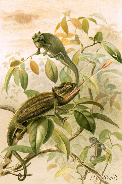 Kameleony autorstwa Joseph Smit