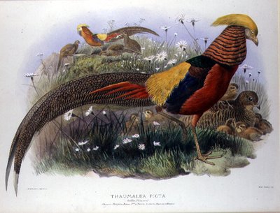 Thaumalea picta (Złoty Bażant) grawerowane przez M. & N. Hanhart autorstwa Joseph and Smit J. Wolf