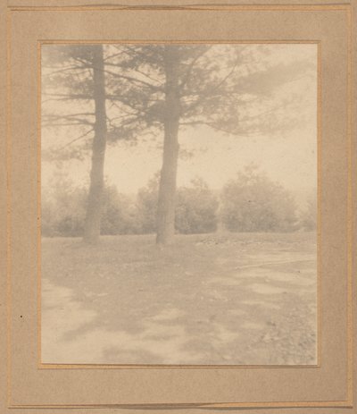 Krajobraz z drzewami, ok. 1900 (zdjęcie) autorstwa Joseph T. Keiley