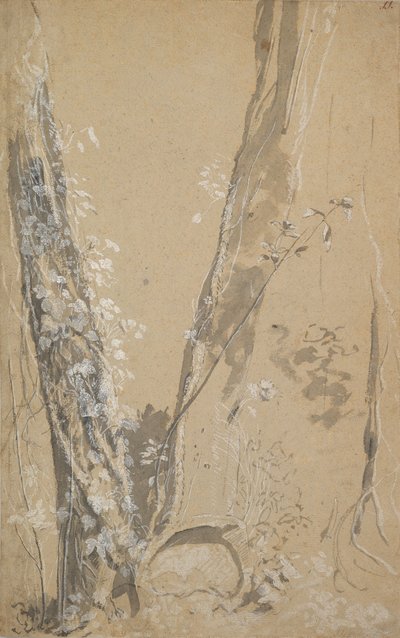 Studium zarośniętych drzew, verso: Studium cyprysa i dwóch zarośniętych drzew, . autorstwa Joseph Werner