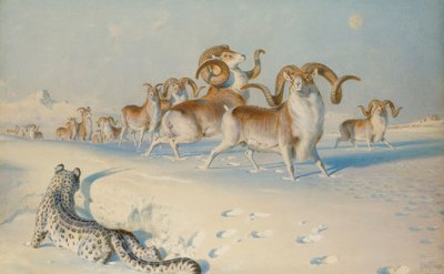 Śnieżna Pantera podchodzi do Ovisa Poli, autorstwa Joseph Wolf