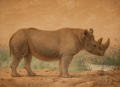 Nosorożec afrykański autorstwa Joseph Wolf