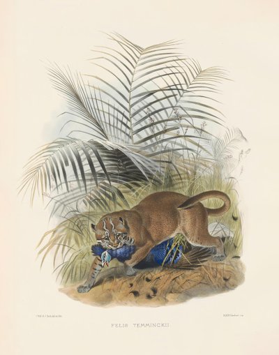  autorstwa Joseph Wolf