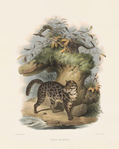  autorstwa Joseph Wolf