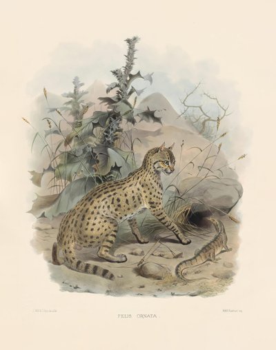  autorstwa Joseph Wolf