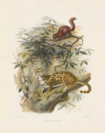  autorstwa Joseph Wolf
