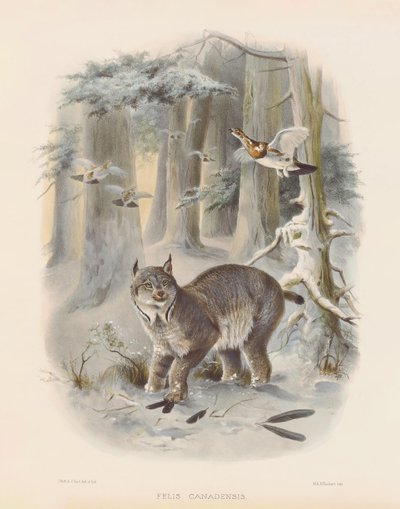  autorstwa Joseph Wolf