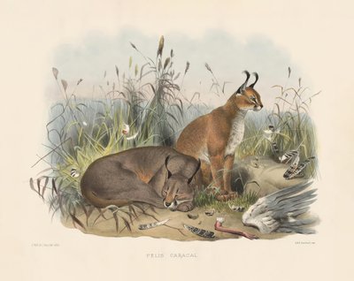  autorstwa Joseph Wolf
