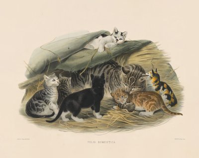  autorstwa Joseph Wolf
