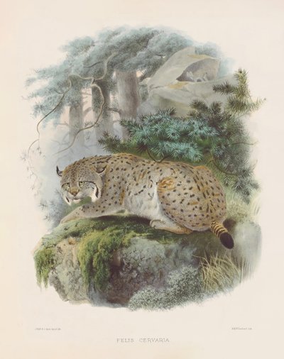  autorstwa Joseph Wolf