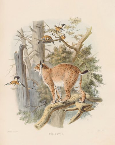  autorstwa Joseph Wolf