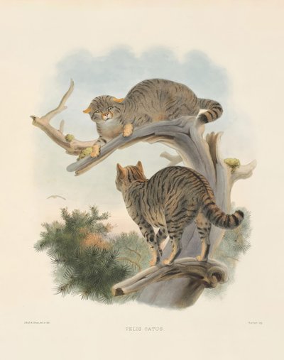  autorstwa Joseph Wolf
