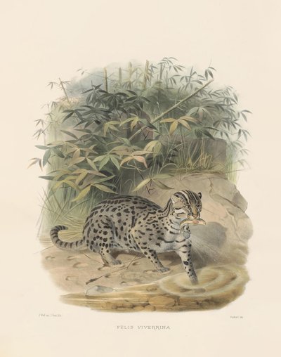  autorstwa Joseph Wolf