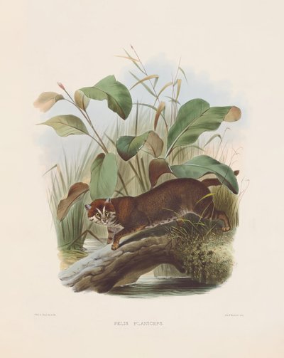  autorstwa Joseph Wolf