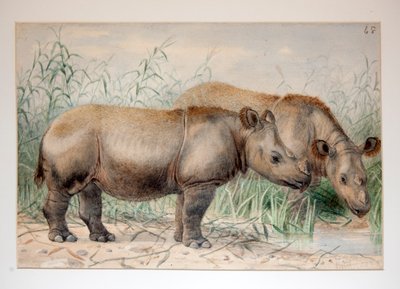 Nosorożec włochaty autorstwa Joseph Wolf