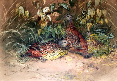 Ostroga Hardwicke