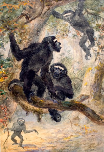 Hoolocks Gibbon, 1869 autorstwa Joseph Wolf
