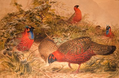 Rogaty Tragopan (Ceriornis satyra), ok.1851-76 (wc i ołówek na papierze) autorstwa Joseph Wolf