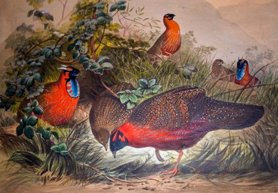 Tragopan rogaty, 1861 autorstwa Joseph Wolf