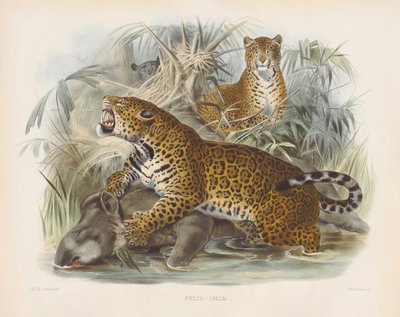  autorstwa Joseph Wolf