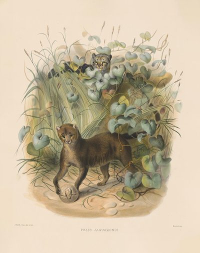  autorstwa Joseph Wolf