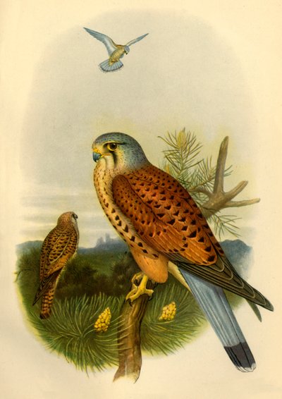 Pustułka, 1862, 1942. autorstwa Joseph Wolf