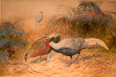 Lineated Kaleege (Euplpcamus lineatus), ok.1851-76 (wc i ołówek na papierze) autorstwa Joseph Wolf