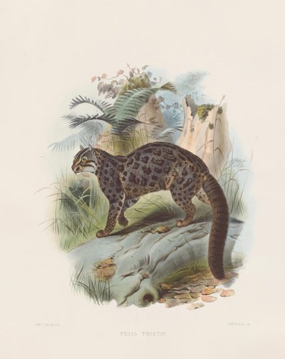  autorstwa Joseph Wolf