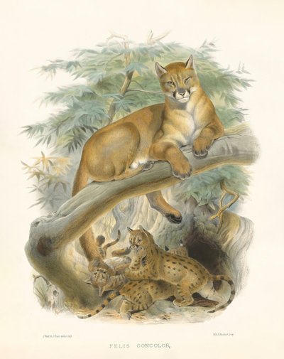  autorstwa Joseph Wolf