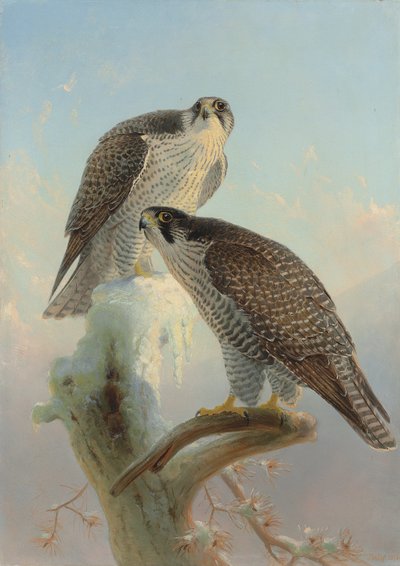 sokół norweski, 1866 autorstwa Joseph Wolf