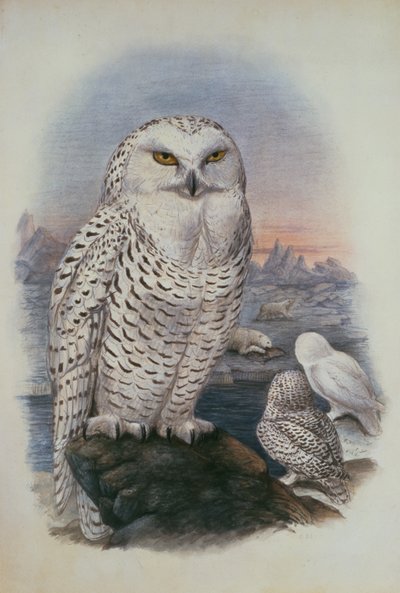 Sowa śnieżna, Nyctea Nivea (akwarela) autorstwa Joseph Wolf